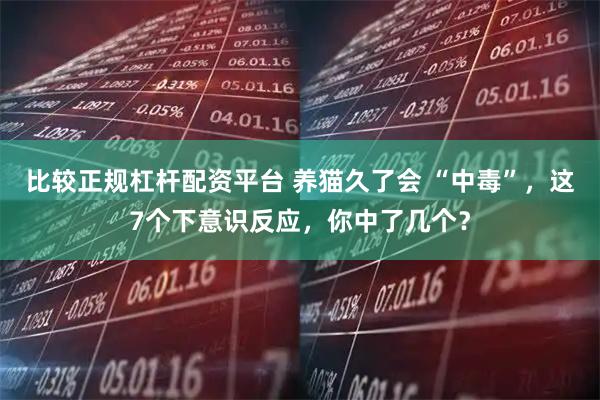 比较正规杠杆配资平台 养猫久了会 “中毒”，这7个下意识反应，你中了几个？